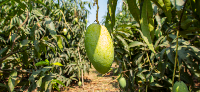 Gota de miel el mango más dulce y resistente del Ecuador