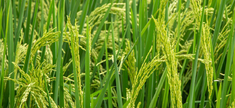 El INIAP fortalece la producción de arroz en Ecuador, a través de la generación de materiales y producción de semilla de calidad 
