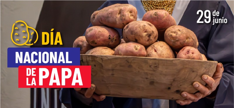 Día Nacional de la Papa: INIAP impulsa el desarrollo del cultivo con investigación, nutrición y sostenibilidad