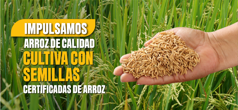Con paquetes tecnológicos, asistencia técnica y capacitaciones el  Gobierno combate plaga en arroz