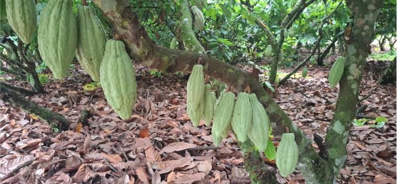 INIAP reafirma los criterios técnicos para la validación y recomendación del genotipo de cacao CECA-13