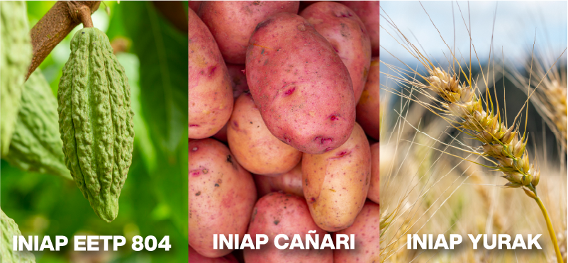 Gobierno Nacional entregó nuevas variedades de cacao, papa y trigo, como parte del impulso a la investigación