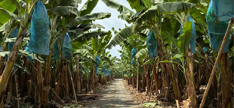 INIAP destaca la importancia de la prevención frente al Fusarium Raza 4 Tropical en Ecuador